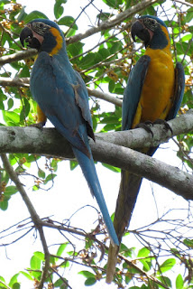 Blue-throated Macaw