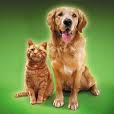 petscarelinks