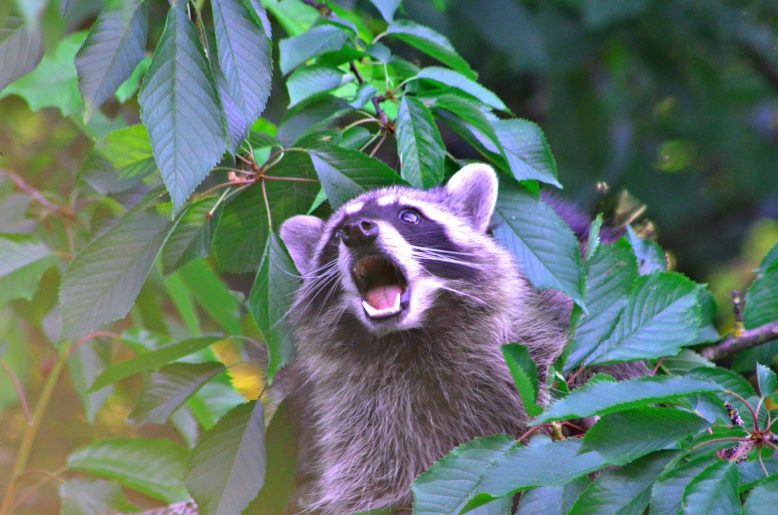 Raccoon In A Tree Birds In The Nature