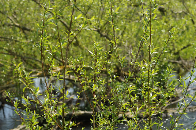 spring highlights in Norfolk