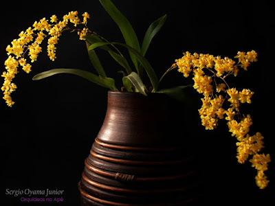 Orquídea Oncidium Twinkle 'Yellow Fantasy'