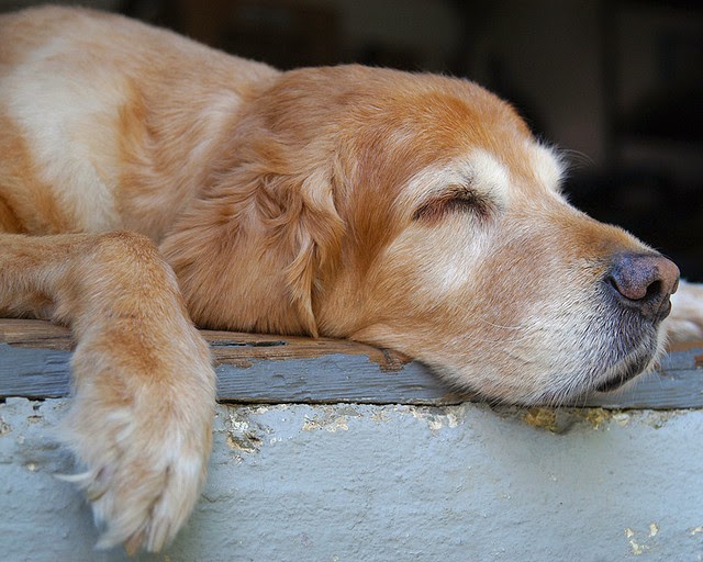 Diez maneras de llenar de energía a tu perro viejito