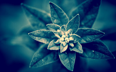 flor-con-varias-capas-de-petalos-de-color-azulado