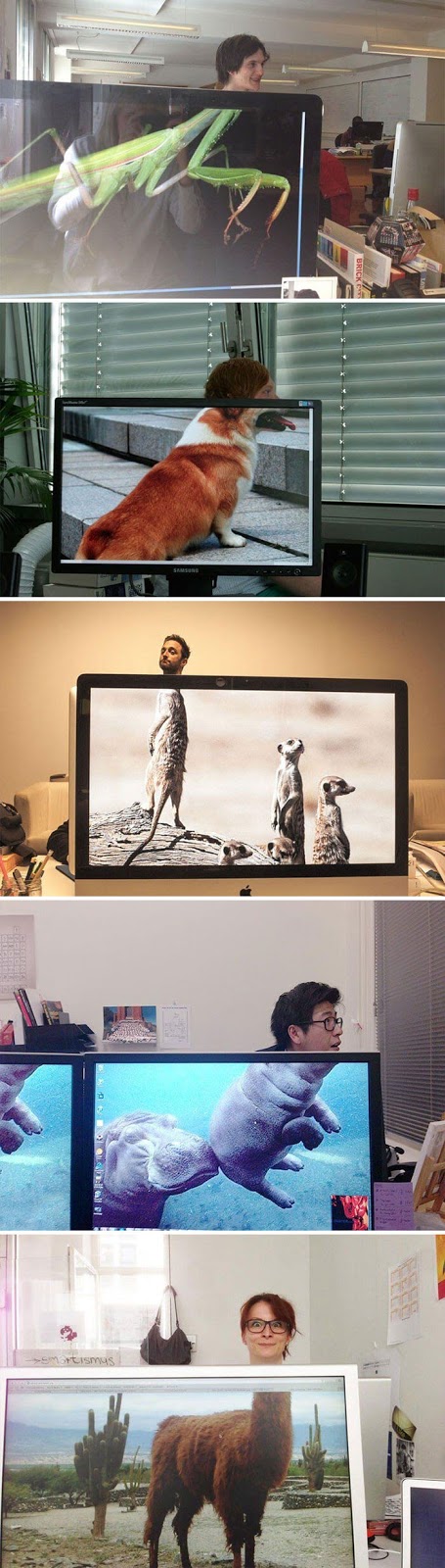28 Creatively Hilarious Desktop Wallpapers We Wished We Had Thought Of First - Coworkers Adding Heads To Animals On Desktop Background