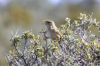 pajarito en arbusto