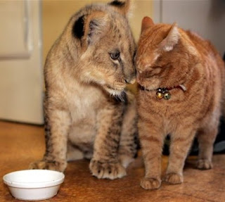 funny cute photo of tiger cub and ginger cat friends over milk bowl