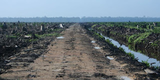 Less than ideal: Land in Sumatra converted for oil palm cultivation. [Image Credit: Hayden (Oil Palm Concession) via Wikimedia Commons] Click to Enlarge.