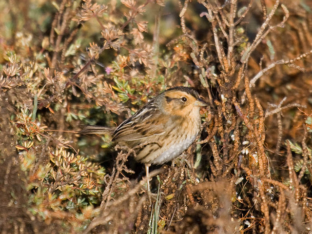 Nelson's Sparrow. San Elijo Lagoon, California. January 1, 2014. Greg Gillson.