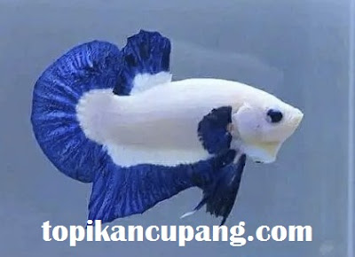 Ikan Cupang Giant