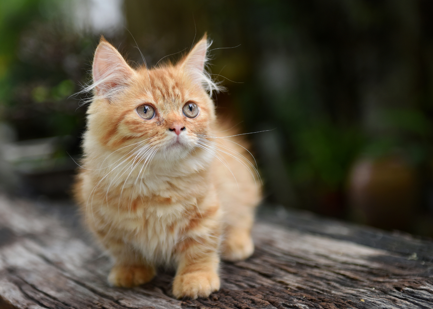 Munchkin Cat