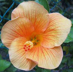 Malaysia's national flower the hibiscus or bunga raya