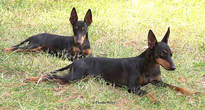 Manchester Terrier