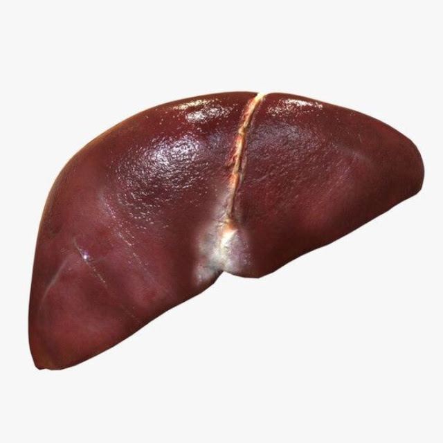 human liver