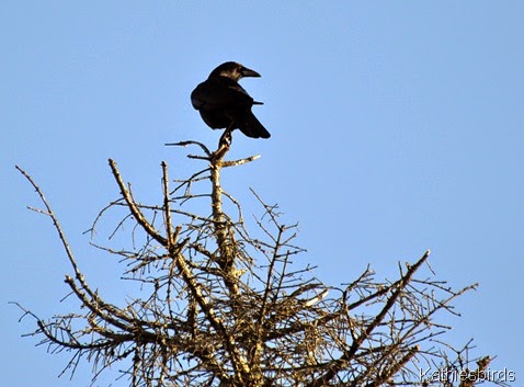 9. 12-20-14 Crow-kab