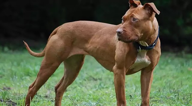 American Pugabull Dog Breed Info: Price, Characteristics, Aggressiveness & Facts
