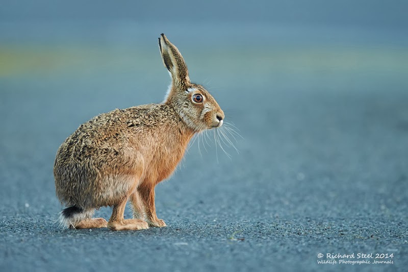 Wildlife Photographic Journals: A Tale of Two Hares
