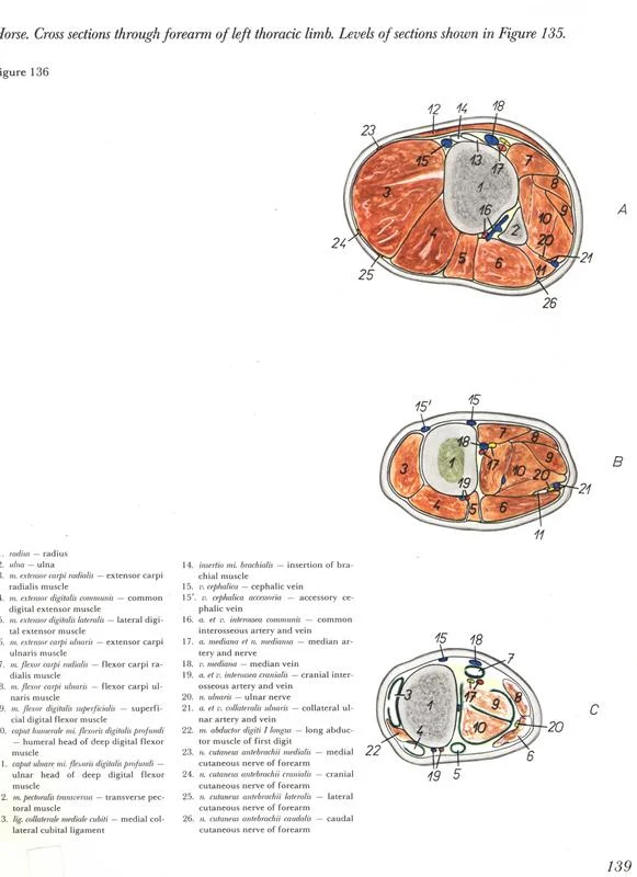 anatomia-membros-pélvicos-horse-equino-popesko-livros-pdf-veterinaria-clique-download-descargar-libros-gratuito