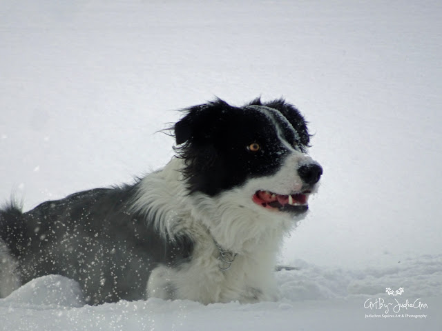 Dog in snow