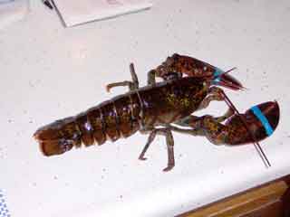 A real lobster