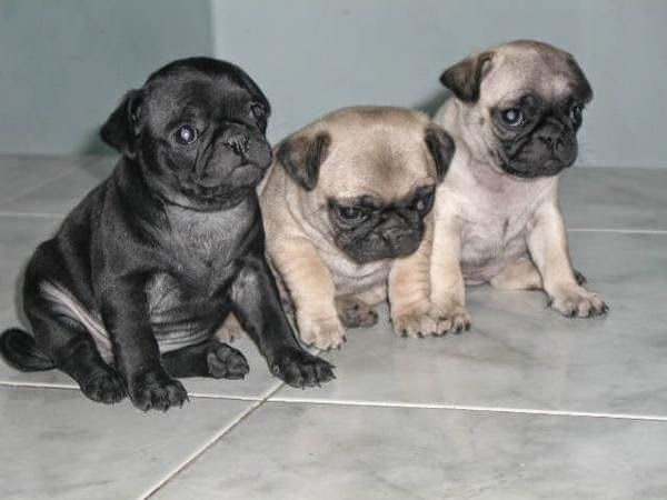 Prenez De La Raza Pug Perros Pug Prenez De La Raza Pug Perros Pug