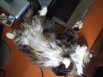 Maine coon belly fluff- please give me a tummy rub