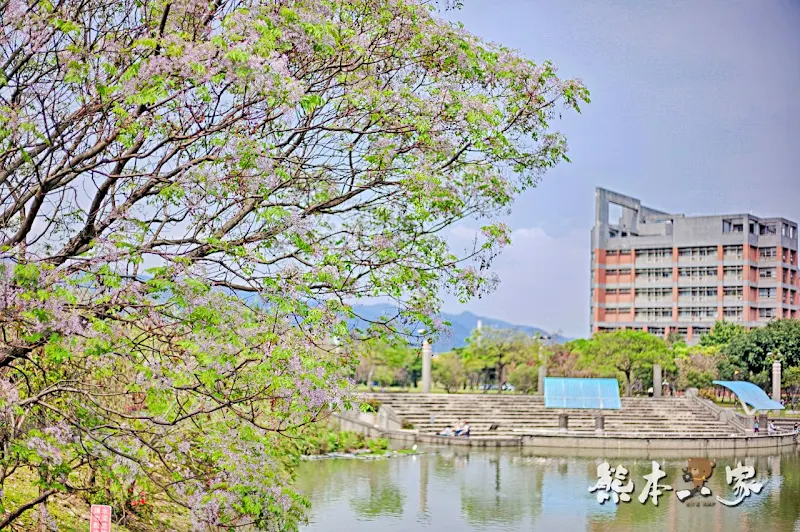 心湖櫻緣｜三峽台北大學「心湖櫻花步道」-杜鵑、吉野櫻、木棉花齊綻放