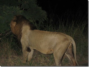 Life in the wilderness 072