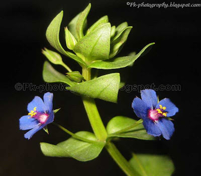 Scarlet Pimpernel Flowers