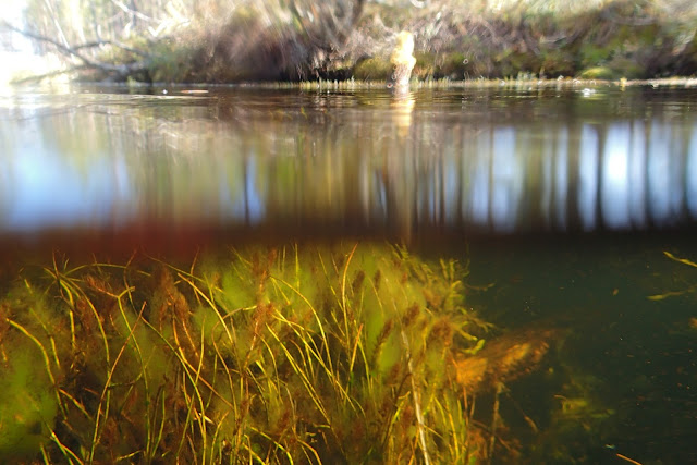 Kuva puoliksi veden alta (vesikasveja) ja päältä (metsämaisemaa)