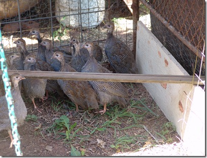 garden and guineas 020