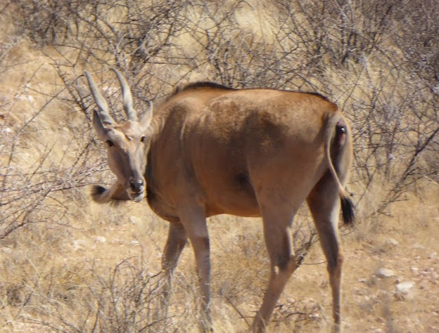 Antilope alcina al Lapa Lange