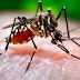 1º Índice de Infestação da dengue de 2023 é considerado de risco médio em Maringá