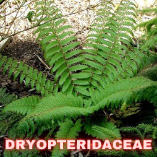 Dryopteridaceae