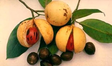 KUMPULAN FOTO  BUAH BUAHAN TERLENGKAP Aneka Gambar Jenis 