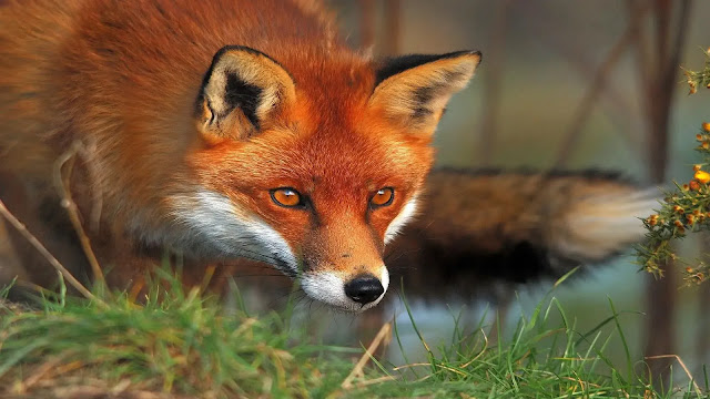 Fox