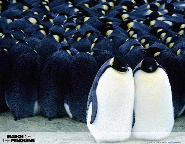 emperor penguins