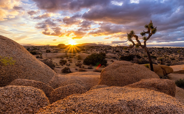 Desert Vegetation