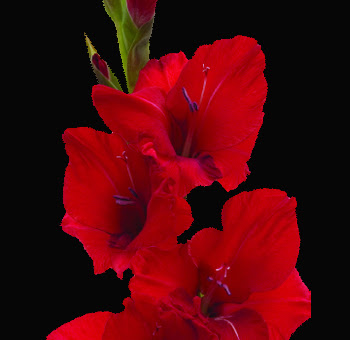 Gladiolus Flower Wallpaper