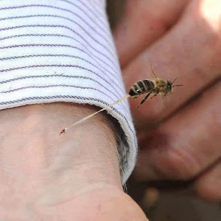 اذا كنت تتسائل لماذا تموت النحلة بعد القرص مباشرة؟