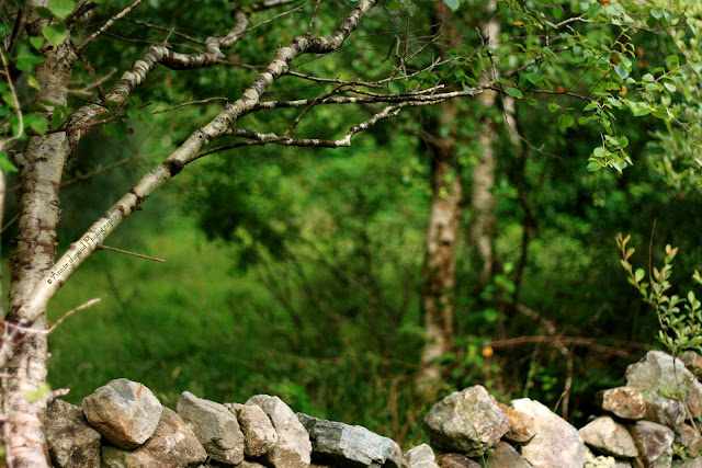 country scene from Connemara 