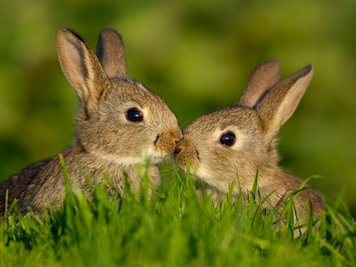 fotos animais adoráveis fofos se beijando beijo romântico