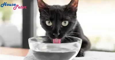 Meow Mix Cat Food: Feline Delicacies