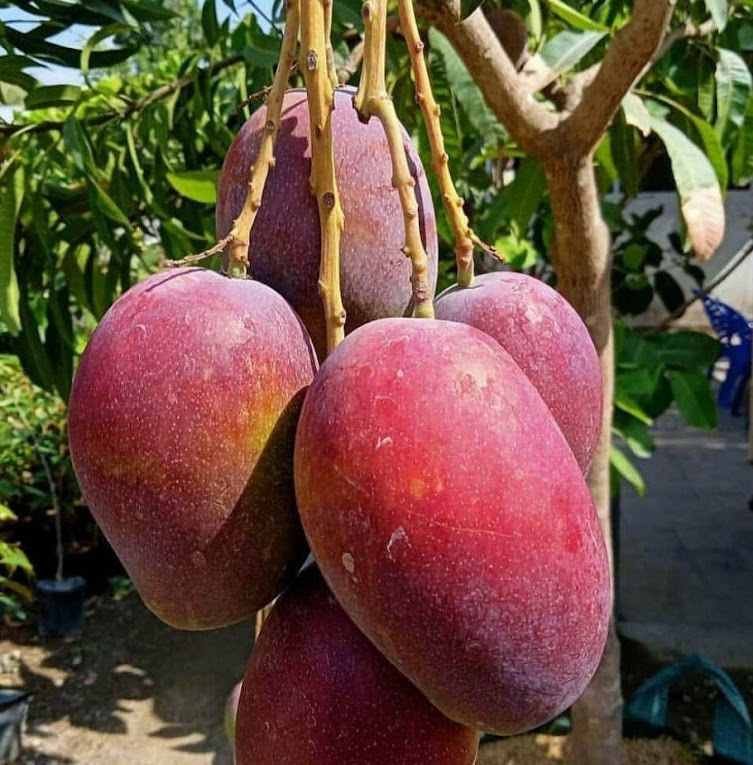 pohon mangga red emperor super unggul Semarang