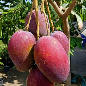 Bibit Mangga Red Emperor