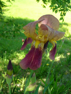 ROSE IRIS BOLOGNA SAVIGNO ORTO VALSAMOGGIA ORTICA