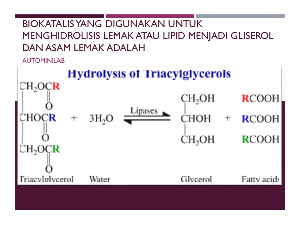 biokatalis yang digunakan untuk menghidrolisis lemak atau lipid menjadi gliserol dan asam lemak adalah Lipase