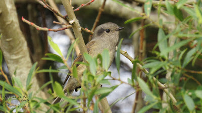 Viudita (Colorhamphus parvirostris) / Cerros del Peñol, sector Olmopulli, comuna de Maullín.