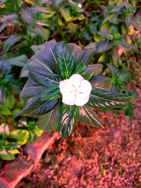 Only Single White Flower, Single Flower Photo, HD FLOWER PHOTOS, Flower Wallpaper, wallpaper of flower,