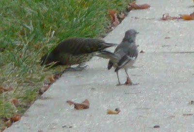 flicker and mockingbird