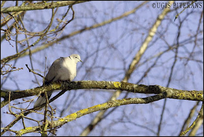 Gredzenūbele (Streptopelia decaocto)